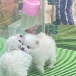 <b>아악</b> ㅠㅠㅠㅠㅠ강쥐들 ㅈㄴ 사랑스러워