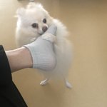 [강아지] 우리집강아지..