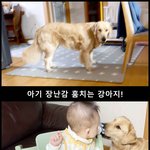 [강아지] 8개월 아기가 강아지에게 모든것을 <b>양보</b>합니다.