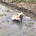 [댓글부탁해] <b>올가미</b> 어때 ? 혐관럽라임?