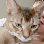 [NCT즌] 텐이랑 고양이랑 <b>조합</b>