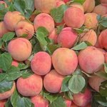[ㅈㄱㄴ] 썸남한테 고백받은 썰 푼다;;;; <b>개</b>설레