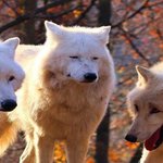 [웃참] 아이유 글 삭제한거 보소 ㅋㅋㅋ