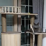 [고양이] <b>캣타워</b>를 샀는데..