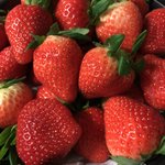 딸기 <b>냠냠</b>