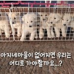[이것좀봐줘] 200마리 강아지들 살려주세요...