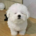 얘들아 이거 폰 <b>감염</b>임? 급해