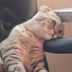 애더라..<b>이런</b> <b>신발</b> 어디서 팔아?