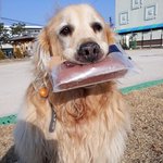 [강아지] 우리동네 빵셔틀 리트리버