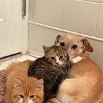 기꺼이 아깽이의 <b>보모</b>가 되어준 댕댕이