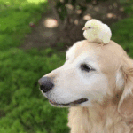 [모두드루와] 방탄 리더 김남준을  많이 혼내는 박지민