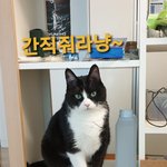 [고양이] 으르신 근황~^^
