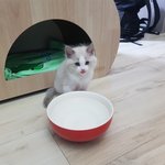 너무 못난이였던 우리집 고양이 어린시절...(못생김<b>주의</b>)