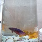 [이것좀봐줘] <b>수컷</b>인데 이름 추청해주세요 ㅎㅎ