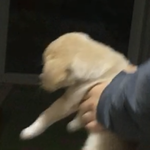 울강쥐 <b>꼬물</b>이때