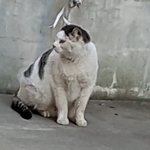 [고양이] 사무실악독한주인 네마리라니3