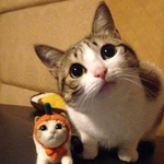 [고양이] 창조주가 고양이에게 너무 몰아준거같아