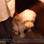 [개<b>매너</b>] 개<b>매너</b> 자랑질