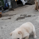 ❗️❗️❗️강아지 이름 <b>정해</b> 줄 사람❗️❗️❗️