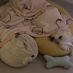 우리집 강아지가 내 담요뺏음