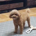 우리강아지 봐줘!