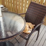 [고양이] 묘생<b>역전</b>2