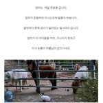 청원 부탁드려요 동물들을 똥통에 내 팽개쳐 두고선 되려 자신들이...