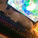 [댓글부탁해] 현실적이게 빨리 독립하는법좀