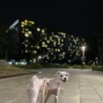 [강아지] 전 새끼<b>사슴</b>을 키워요