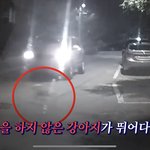 [댓글부탁해] 너네 이거 봄? (<b>혈압</b>주의)