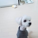 [이것좀봐줘] 저도 다리긴 말티즈 자랑해볼게요!