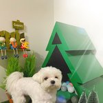[말티즈<b>슈가</b>] 말티즈<b>슈가</b>이야기[열하나]