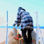 <b>낙타</b> 타는 백현이