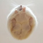 심즈 <b>블로그</b> 만들고싶은데..ㅠ