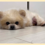 강아지 <b>번식</b>장에서 버려진 포메라니안 입양처 구해요