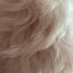 [댓글부탁해] 강아지 <b>살냄새</b> 개좋다 ㅠ