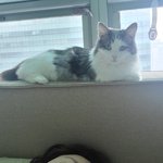 [고양이] 오랫만에 우리 호두 <b>두부</b> 사진 올려요