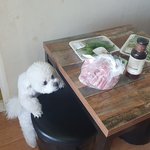 [강아지] 강아지 두발로 걷기 시작할 것 같은데...