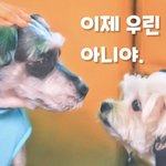 [강아지] 신나개 뛰노는 댕댕이들을 6년 째 모시고삽니다.