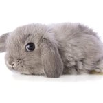 [방탄소년단] 5살 정국 vs 5명 정국