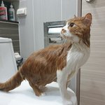 아기냥 <b>호빵이</b>-40