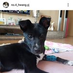 [이것좀봐줘] 여자배구 <b>이다영</b> 선수 보신탕 드립