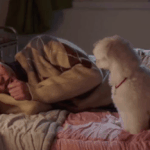 설탕이 <b>NG</b>장면