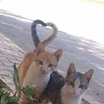 [댓글부탁해] 얘드라 나 스터디 플래너 앞에 붙일 <b>폴라</b> 인물 추천...