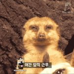 [NCT] ?마크 <b>미어캣</b> 키워?