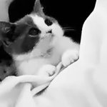 <b>태민</b>반려묘 존1나 귀여움