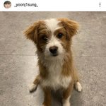 윤지성 유기견 <b>입양</b>했나봐