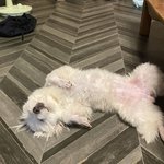 [드루와] 울 강쥐 <b>펜션</b>가서 놀다가 지쳐 자는거 보고강 ㅋ ㅋ