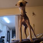 [강아지] 다리 긴 말티즈와 친구하고싶은 다리 긴 <b>요키</b>에요