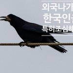 [사기꾼조심] "외국가면 한국인을 특히 조심해라"